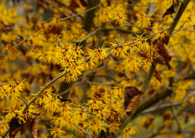 Hamamelis